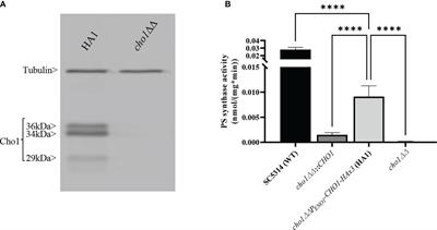 Mapping the Substrate-Binding Sites in the Phosphatidylserine Synthase in Candida albicans